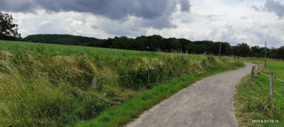 laufen wild durch Felder